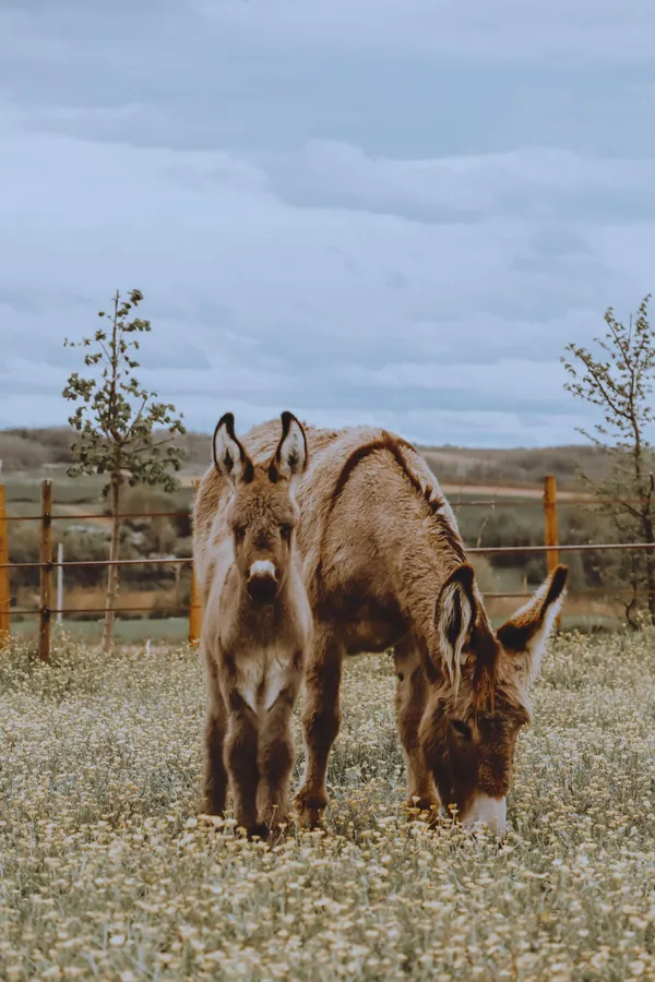 Découvrez une ferme de cosmétique paysanne - Afbeelding nr. 2 - Wecandoo