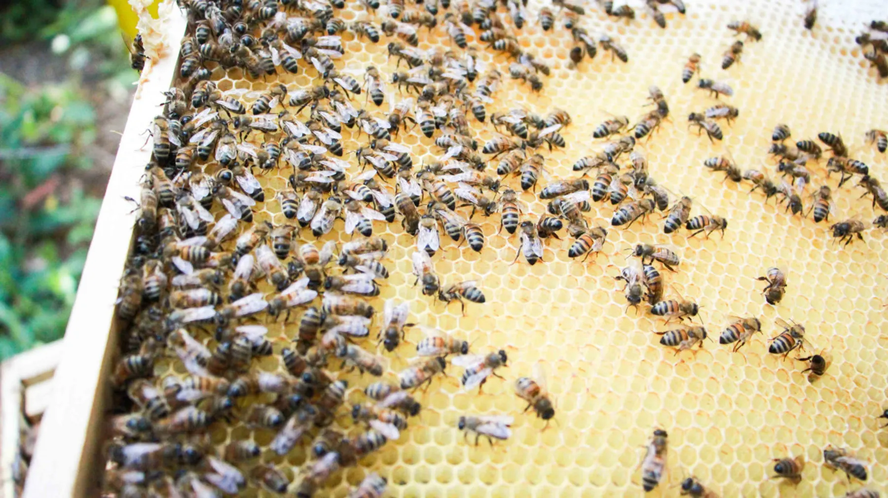 Initiez-vous à l'apiculture - Afbeelding nr. 4 - Wecandoo