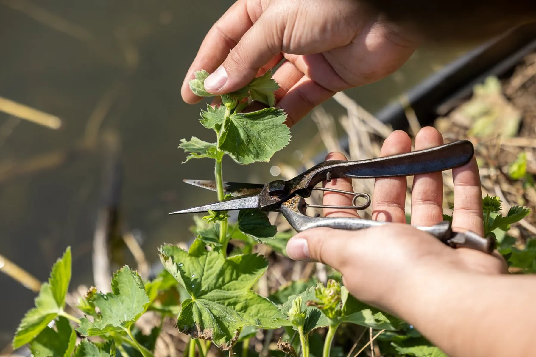 Pick your medicinal plants and concoct your natural tea or remedy - Image n°2 - Wecandoo