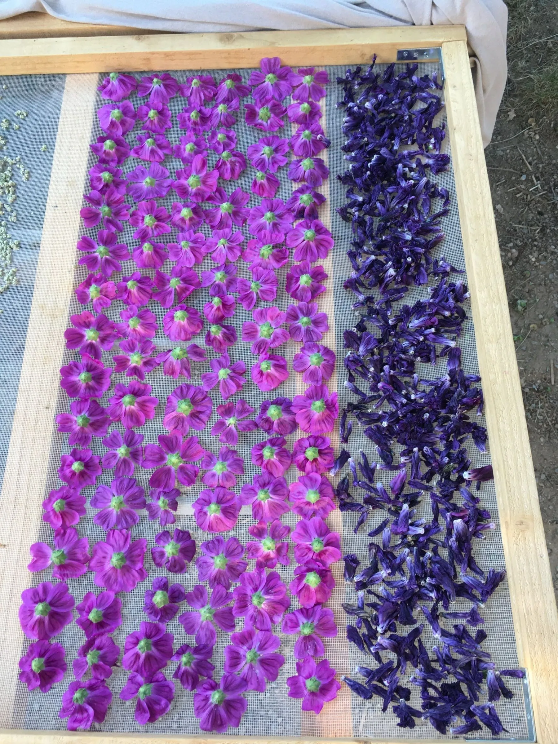 Créez votre infusion sur mesure - Image n°1 - Wecandoo