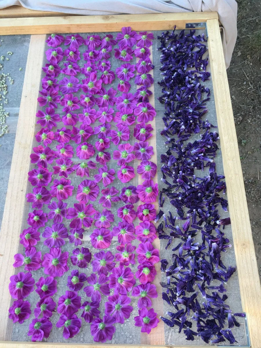 Créez votre infusion sur mesure - Afbeelding nr. 1 - Wecandoo