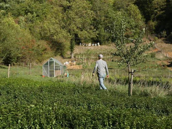 Récoltez vos plantes sauvages - Image n°1 - Wecandoo