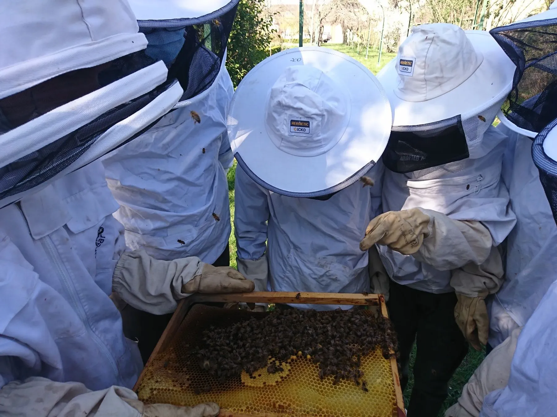 Initiez-vous à l'apiculture sur une demi-journée - Image n°3 - Wecandoo