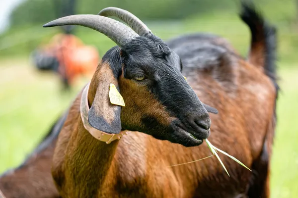 Vivez la vie d'un chevrier-fromager - 2J - Image n°4 - Wecandoo